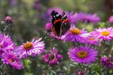 butterfly on autumn flowers,in autumn flowers aster purple sitting butterfly