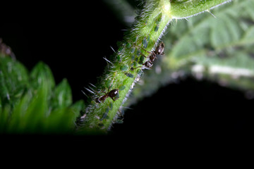 ants on the stem