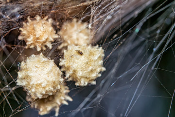 Spider's Nest - Macro photograph of spider's nests between webs in the garden.