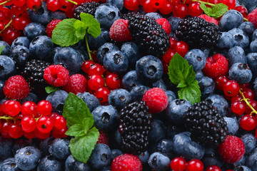Blackberry, raspberry, blueberry,  red currant and mint background.