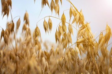 ripe oats in the field against the sky