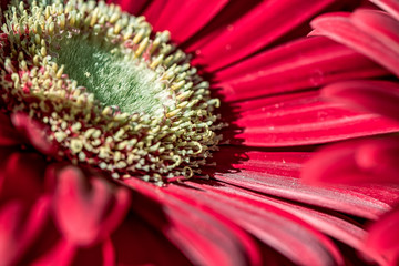 Red gerbera flower - Macro photography with detail of red gerbera flower under natural sunlight in...