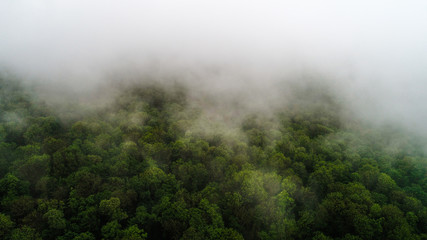 A forest amidst mist.