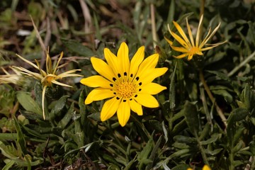 Treasure flower, Gazania rigens.