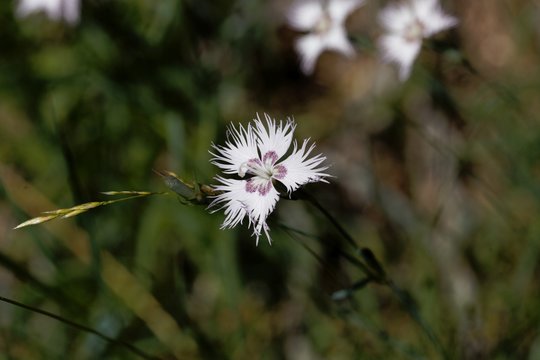 Flower of the carnation Dianthus hyssopifolius