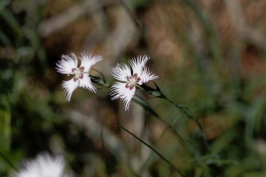 Flower of the carnation Dianthus hyssopifolius