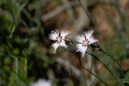 Flower of the carnation Dianthus hyssopifolius