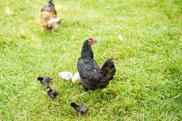 hen and her chicks in the pasture