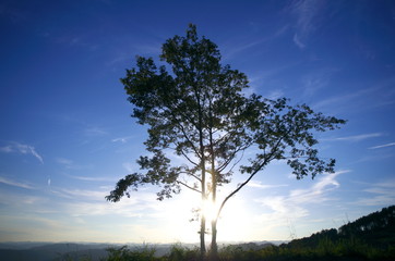 一本の木と空が奇麗です。 A tree and the sky are beautiful. © NORI26