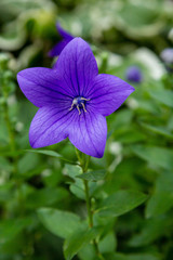 Flowers blue bell, bellflower, сampanula, close-up. Flowering blue platycodon in the garden.