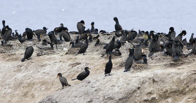 Double-crested Cormorant, Phalacrocorax auritus, colony 4K