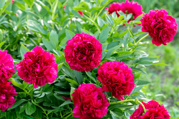 Naklejka premium Paeonia hybride Old Faithful