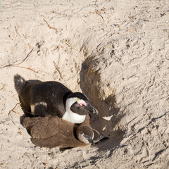 african peinguins, spawning period, brooding, boulders beach, Simon's town, South Africa