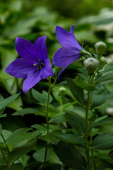 Flowers blue bell, bellflower, сampanula, close-up. Flowering blue platycodon in the garden.