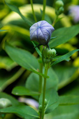 Flowers blue bell, bellflower, сampanula, close-up. Flowering blue platycodon in the garden.