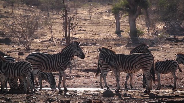 Small group of Plains zebra drinking in water hole in Kruger National park, South Africa ; Specie Equus quagga burchellii family of Equidae