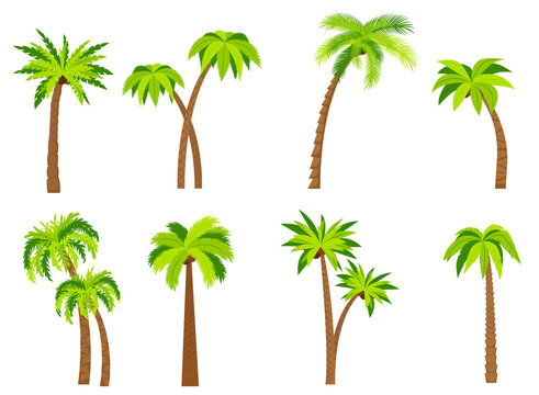 Palm trees isolated