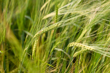 Wheat field. Green wheat close-up.