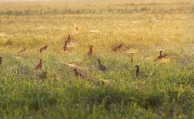 A flock of young pheasants bathe in the morning dew, which lay on the grass...