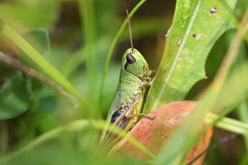 Camouflage of green grasshoppers in the grass