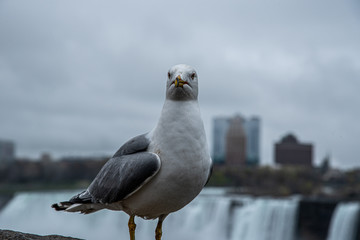 Seagull at Niagara falls