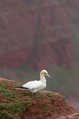 northern gannet, morus bassanus, Helgoland, Dune island