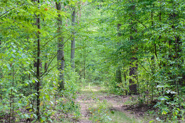 footpath in summer forest