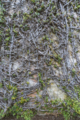 creeper plant on wall