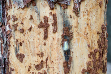 white fluffy caterpillar on pine bark