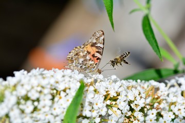 Painted Lady with a flying bee on white summer lilac in  nature