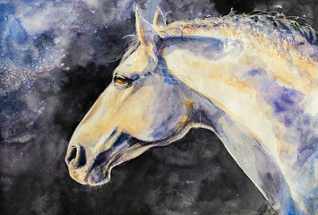 The head of a horse Lipizzan breed. Picture created with watercolors. © dannywilde