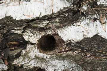 bird hole in birch tree trunk