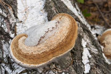 Fomes fomentarius tinder fungus on birch tree bark