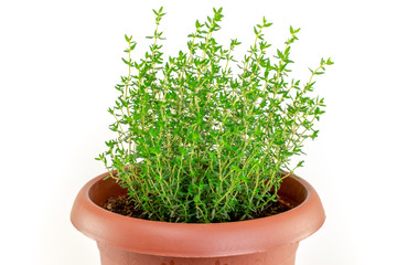 Thyme in a pot. Close-up. Isolated on  white background.