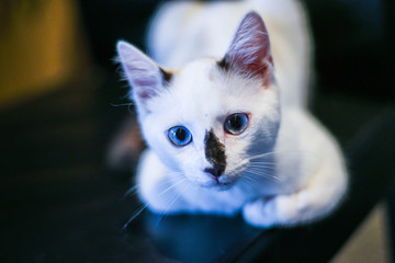 chaton blanc au yeux bleu