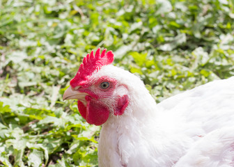white homemade broiler chicken close-up sitting on the grass