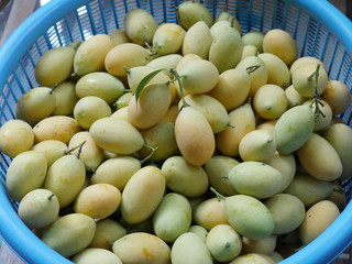 Sweet Plum mangos  in basket