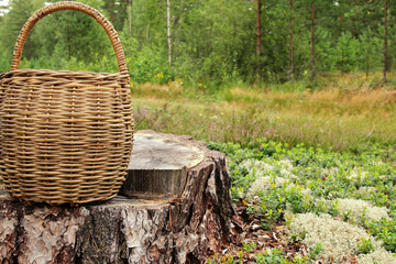 wicker basket on the forest, weekend leisure, picnic in nature, picking berries and mushroom