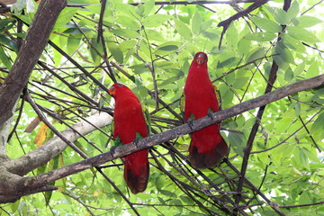 Parrots