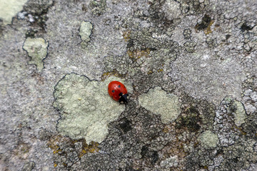 Ladybug on a textured wall