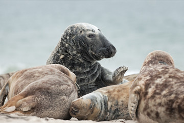 grey seal, halichoerus grypus, Helgoland, Dune island