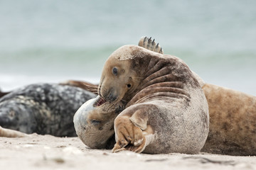 Fototapeta premium grey seal, halichoerus grypus, Helgoland, Dune island