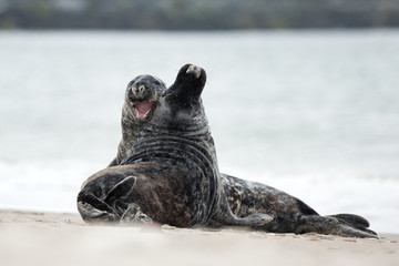 grey seal, halichoerus grypus, Helgoland, Dune island