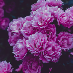 Beautiful toned rose close up. Floral background.