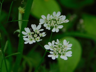 Macro Photography