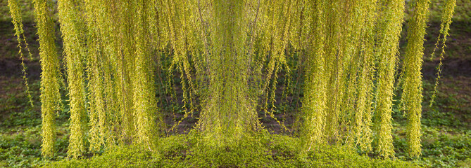 Banner branches of a weeping willow. Lots of green curly branches © Светлана Лазаренко