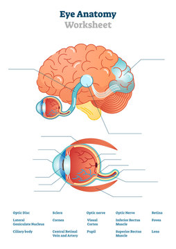 Eye anatomy blank worksheet, printable test illustrations