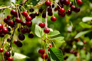 Cherry tree in the garden with lots of ripe cherries on the branches.