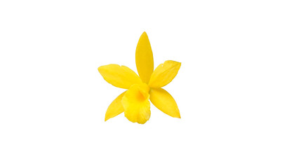 yellow orchid flower isolated on white background with clipping path