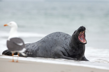 grey seal, halichoerus grypus, Helgoland, Dune island